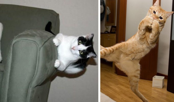 Сумасшедшие коты, которые не слышали о гравитации (33 фото)