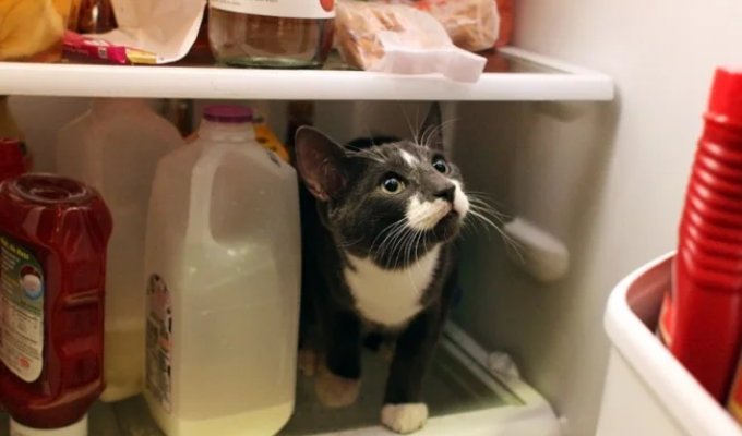 Cats in refrigerators (31 photos)