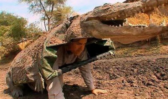 A zoologist dressed up as a crocodile and climbed into their lair (5 photos)