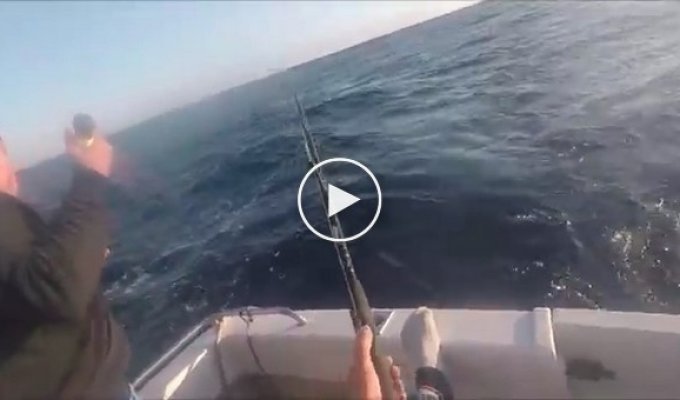 Blue marlin nearly sent a fisherman to his death