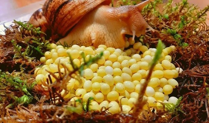 Ахатины: домашние улитки уничтожают мир (11 фото)