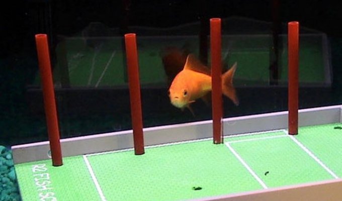 Золотая рыбка (7 фото + видео)