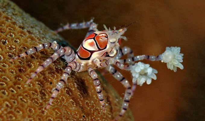 Boxer crab: uses poisonous animals instead of gloves (5 photos + 1 video)