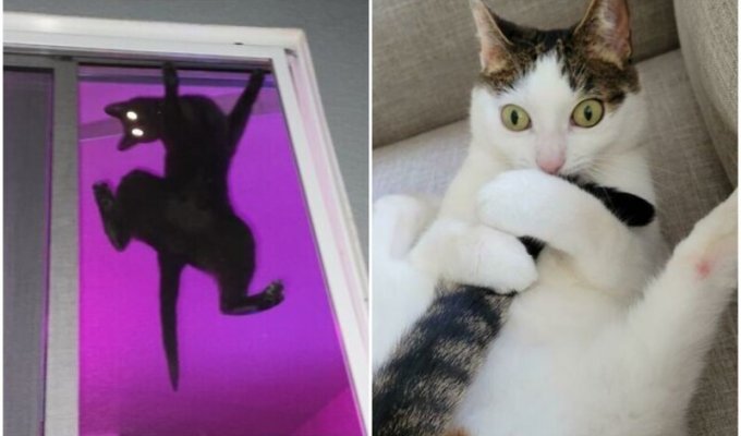 Коты - странные товарищи! 20+ кошачьих фото, которые поднимут настрой (30 фото)