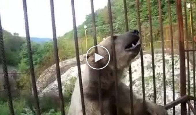 Медведь демонстрирует свои навыки