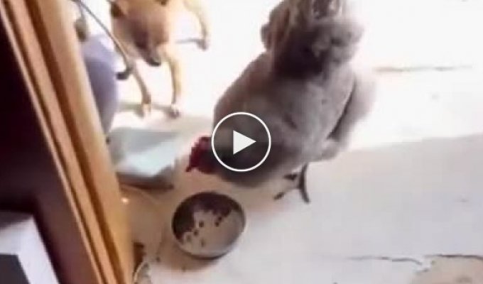 Пес не смог защитить свою миску с едой от курицы