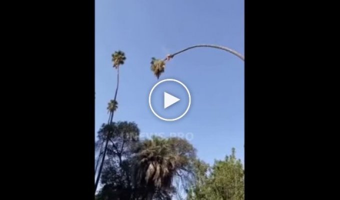 Эпичное видео про обрезку пальмы, после которого по-другому смотришь на свою работу