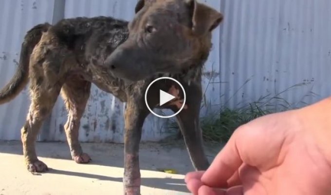 Удивительные перевоплощения брошенных и измученных собак которые нашли новых владельцев