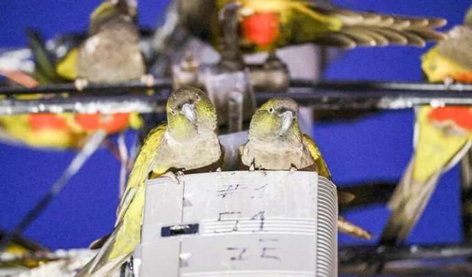 Thousands of parrots attacked a city near the capital of Argentina (2 photos + 1 video)