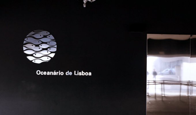 Океанариум Лиссабона (21 фото)