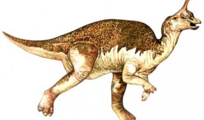 Топ-10: Самые нелепо выглядящие динозавры (12 фото)