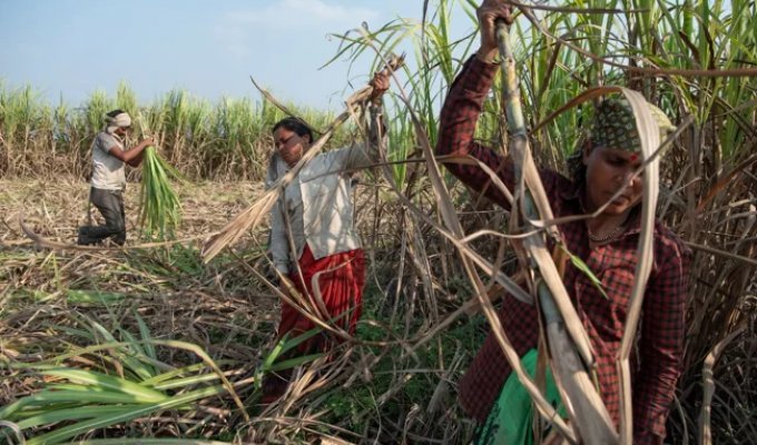 How Sugar Cane Makes Indians Get Married at 10 (8 photos)