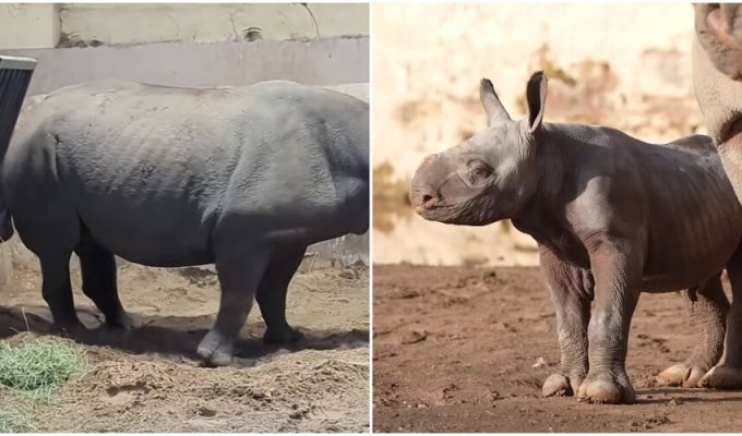 Joy of the day: a rare rhinoceros was born in England (6 photos + 1 video)