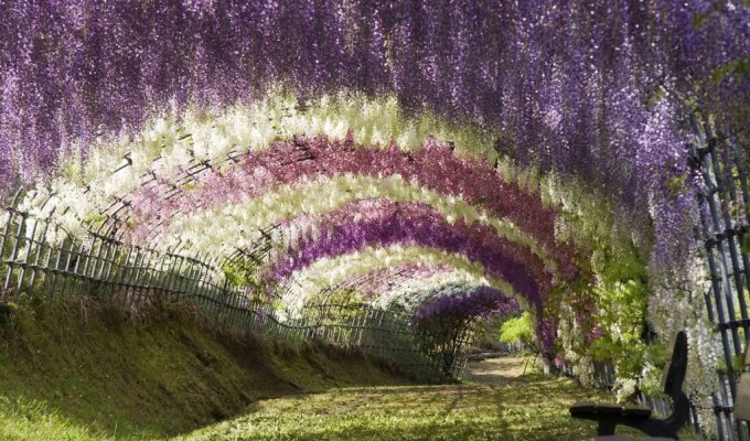 Парк квітів Асікага (43 фото)
