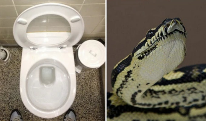 15 pythons per house - how the capital of Indonesia lives (6 photos)