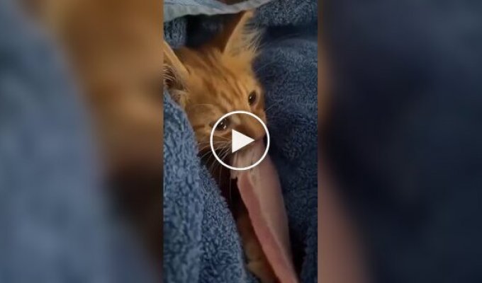 Кот ест бекон со слезами на глазах