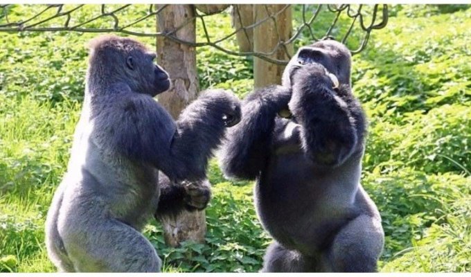 Гориллы в зоопарке устроили боксерский поединок за еду (9 фото + 1 видео)