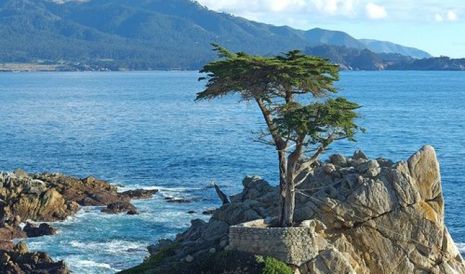 The most remarkable trees on Earth (37 photos)