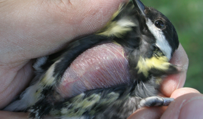 This strange bald spot appears on birds' chests every year. What it is? (6 photos)