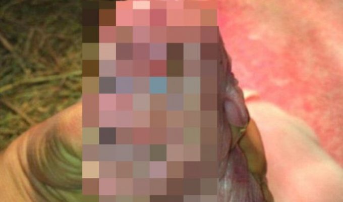 В Китае вскоре после рождения умер поросенок-мутант с «человеческим лицом» (4 фото)