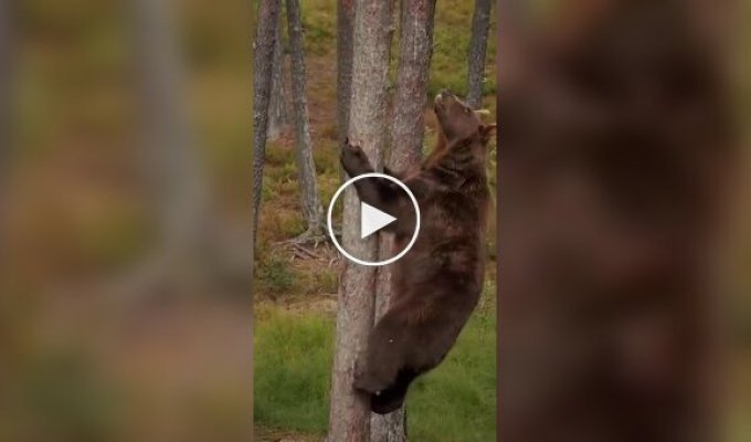 How a bear climbs a tree