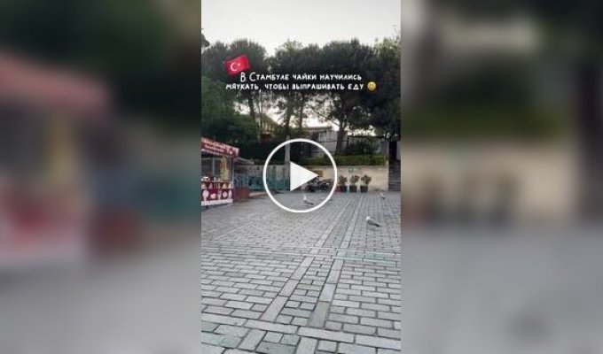 В Турции чайки массово учат кошачий язык