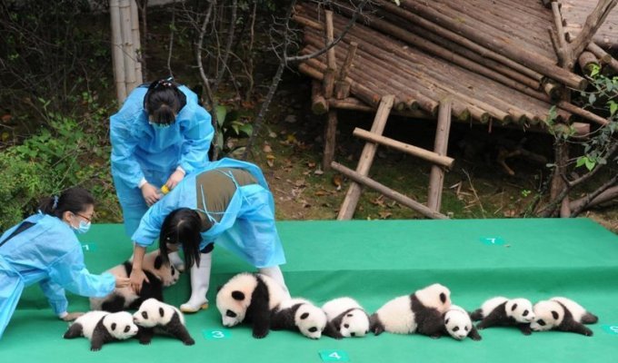 В Китае прошла презентация сразу 10 детенышей большой панды (8 фото + 1 видео + 1 гиф)