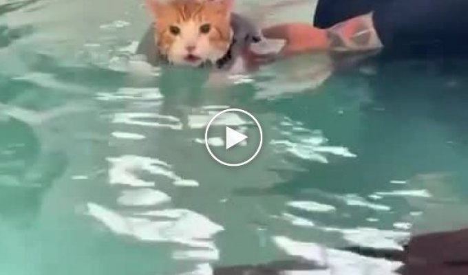 Толстый котик очень недоволен тем, что его заставили худеть в воде