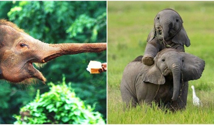 Big and smart: why we love elephants (9 photos + 1 video)