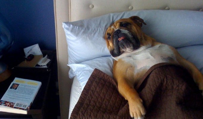 27 собак, которые спят в вашей постели, — потому что могут! (28 фото)