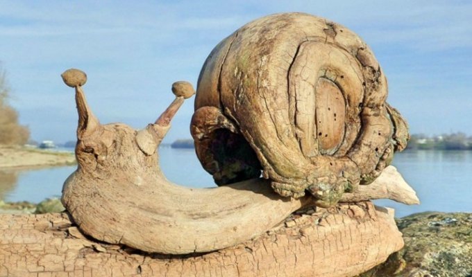 Скульптуры из коряг, выброшенных на берег (17 фото)