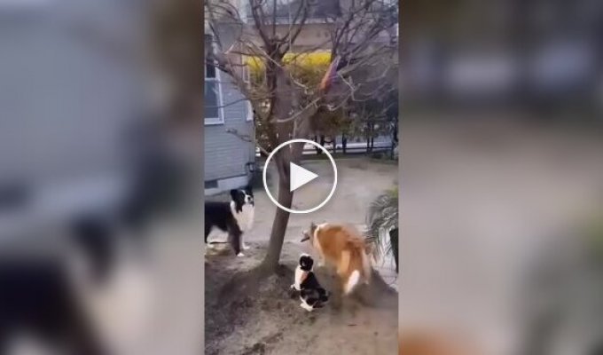 Ловкий котик помог псам достать их любимую игрушку