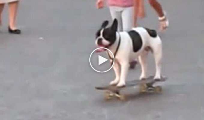 Собака любит кататься на скейте