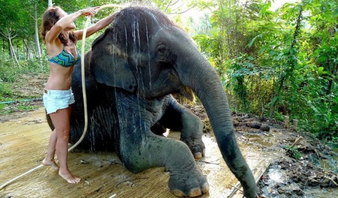 Как научиться мыть слона (34 фото)