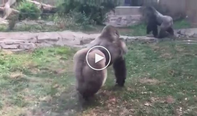 Две гориллы устроили зрелищный бой в стиле UFC