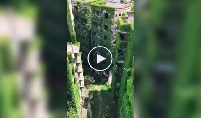 Зеленый апокалипсис в китайском городе Гуанъао