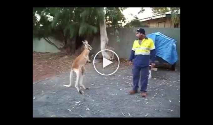 Зухвалий кенгуру вирішив помірятись силами з будівельником