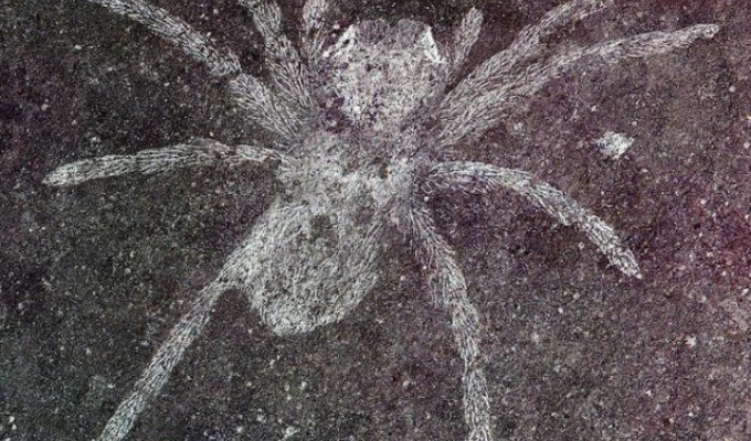 Ученые обнаружили пауков возрастом 110 млн лет со светящимися глазами (2 фото)
