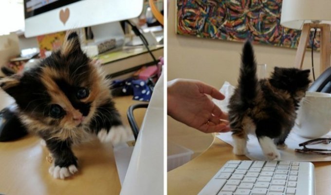 A true story about a tiny kitten who single-handedly optimized the work of the entire office (11 photos + 2 GIFs)