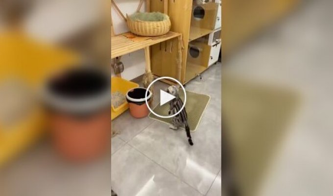 Пушистая номинантка на премию «Мать года»