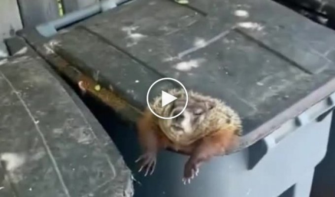 A chubby groundhog needed human help: a fat man climbed into a garbage can, but could not get out