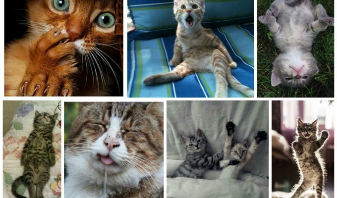 A cat's life is just like people's (31 photos)