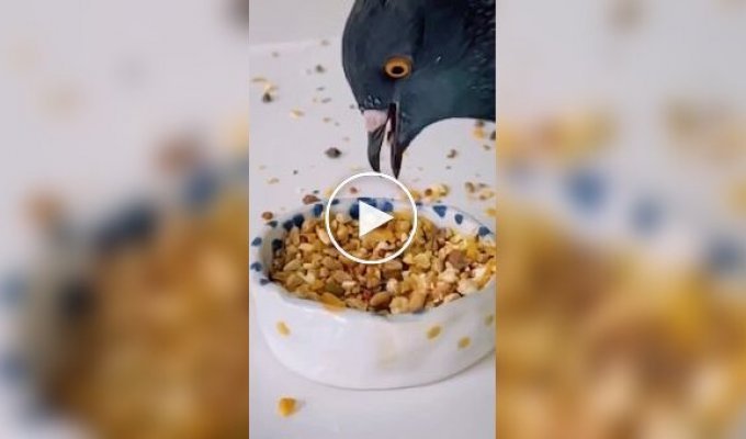 Голуби оказались гурманами: птицы умеют выбирать «самые вкусные» зерна