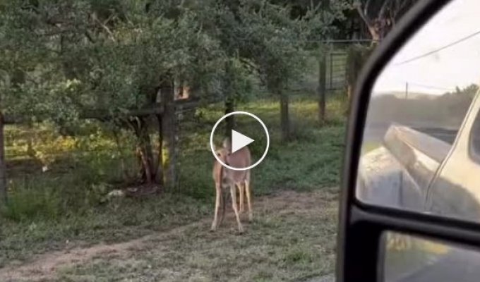 A man caught a deer eating a strange snack