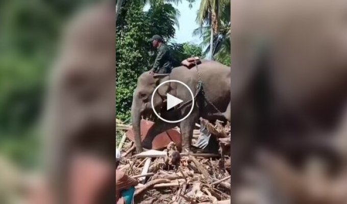 В Індонезії для розчищення наслідків повені залучили чотирьох слонів