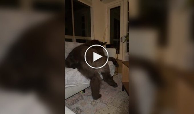 Ньюфаундленд: добрый великан