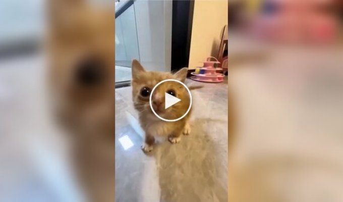 Маленькие и злые котята