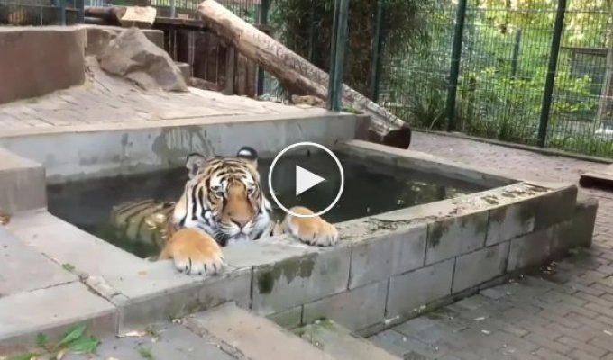 Тигру не дали расслабиться в бассейне