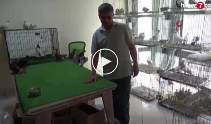Vegetarian cat guards prize pigeons