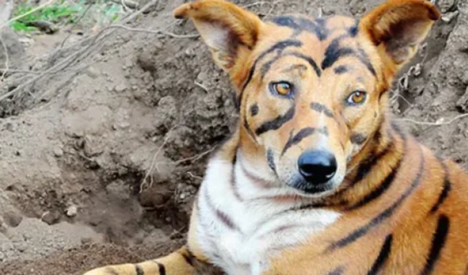 In India, a farmer turned a dog into a "tiger" (4 photos)